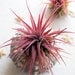 Set of 3 pineapple air plant sea urchin gardens