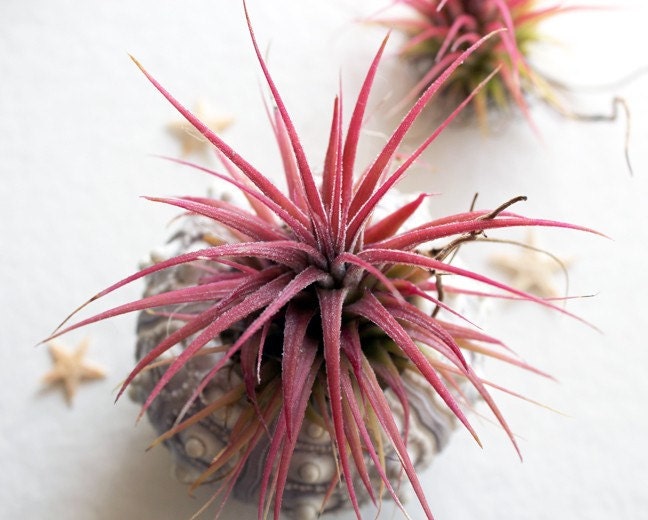 pineapple . air plant . tillandsia . urchin .  terrarium