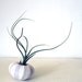 the wispy duo // 2 tillandsia urchin terrariums