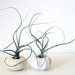 the wispy duo // 2 tillandsia urchin terrariums