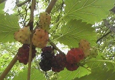 Spiced Mulberry  Fragrance Oil   2 oz