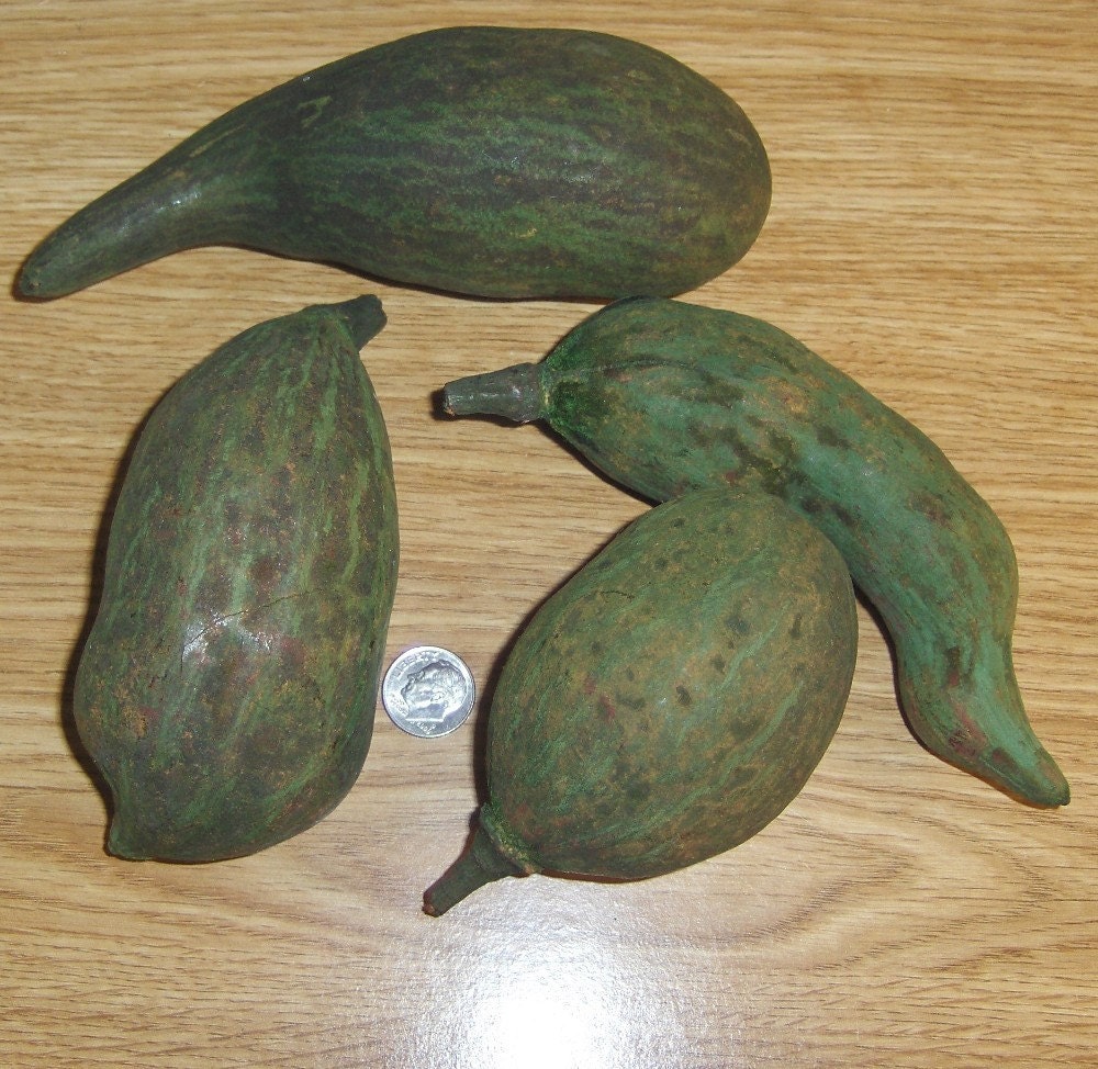 Green  Baobab Pods for crafting