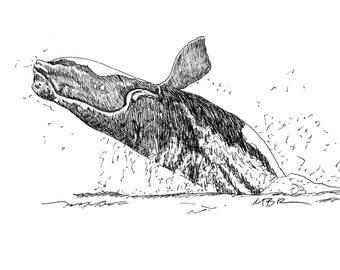 Whale Drawing Original Ink Drawing Right Whale Illustration Black and White Nature Illustration