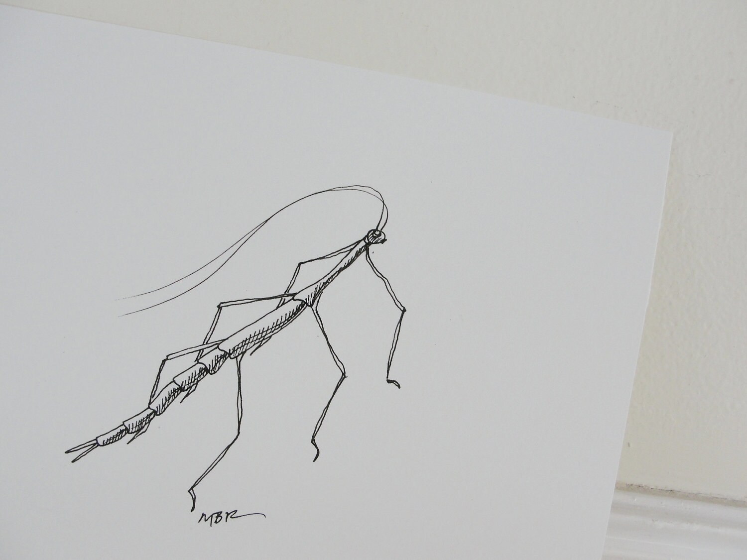 Stick Insect Drawing