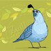 Blue Quail, Limited Edition Print