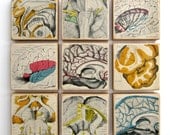Anatomy of the Brain - Set of 9 EPHEMERA ART BLOCKS - 1937 Medical Anatomy Illustration