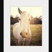 horse photography fine art animal photograph farm decor sunlit white horse white home decor yellow decor Sunlit Horse 11x14