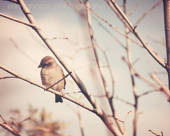 fine art bird nature photography tree photograph wall art for her home decor Little Sparrow no 1 16x20