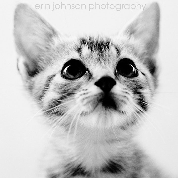 SALE phone case iPhone - Cat Lover - Cat photography - Sweet Kitten - Apple iPhone 4/4s - Black & White