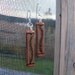 Cedar WOOD Earrings...with etched evergreen twigs