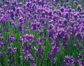 Fresh Hand Dipped LAVENDER Incense, Choose Clean Burning Charcoal or Punk Style Sticks, 40 count