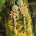 dreaming in the butterfly garden - long fluttery earrings