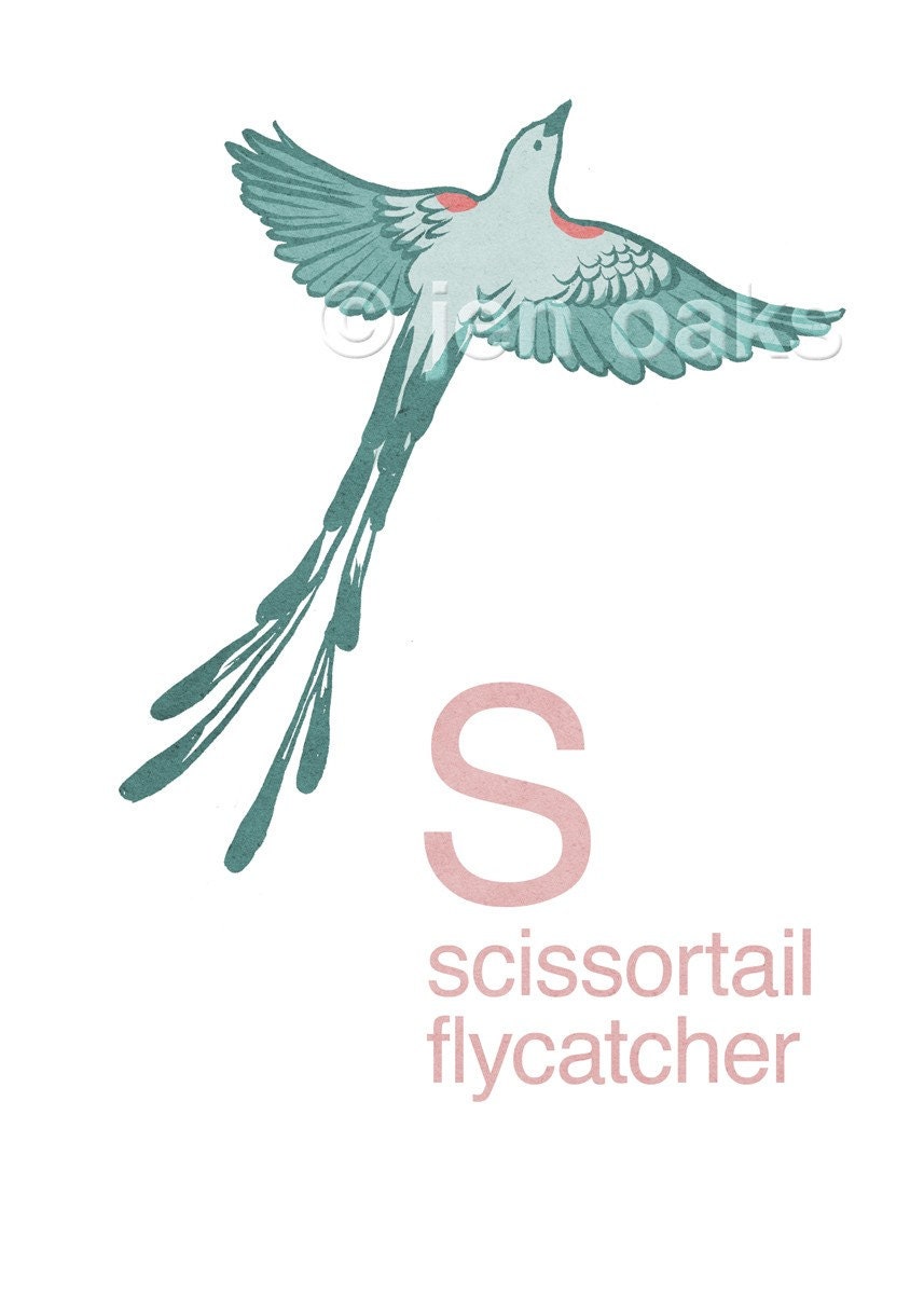 Scissortail Flycatcher - 5x7 archival print