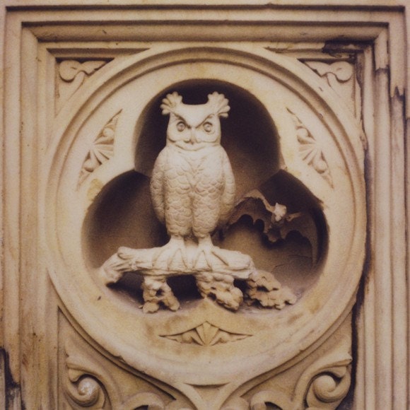 central park owl polaroid print