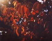 autumn light polaroid print