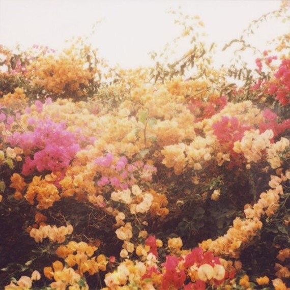 bouganville polaroid print
