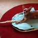 Dog Bed Blanket -- Nigel The Narwhal -- PetCosy -- Silly Pet Sleeping Bag