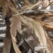 FEATHER WREATH all natural DECORATION