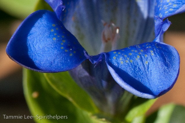 Up Close and Personal, Nature's Beauty in a Blue Wildflower, Mountain Bog Gentian