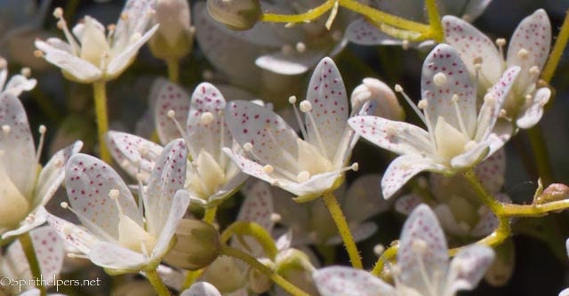 White Wildflowers Spotted Saxifrage Greeting Card