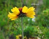 Blanket Flower, photography flowers