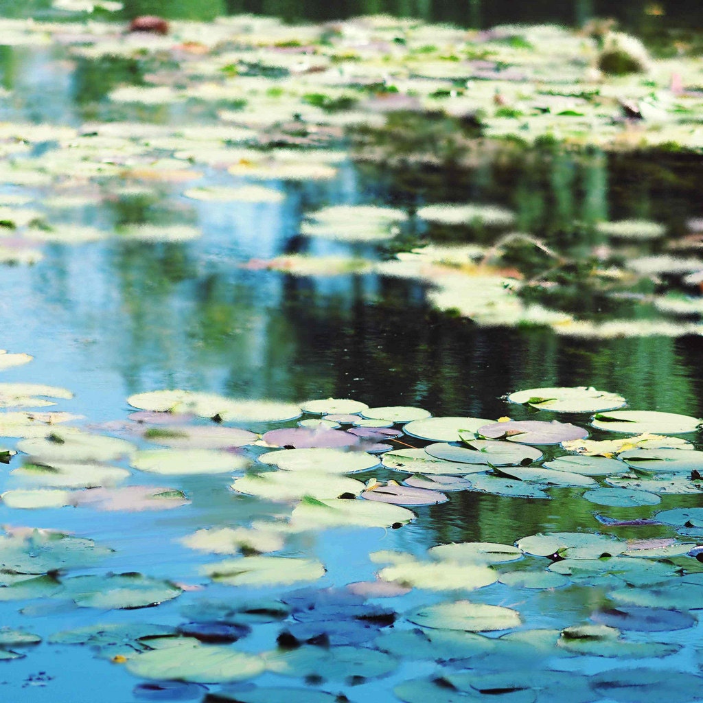 Fine Art Photography Blue Waterlily Pond