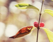 Fine Art Photography 8x8 SX70 3 Berries Polaroid Autumn Colors Modern Wall Decor