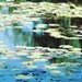 Fine Art Photography Blue Waterlily Pond