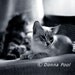 Original 5x7 Photo Sebastian and Snowflake 5