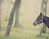 A Horse on the Side - horse photography, animal, fog photo, quirky, fine art photography, muted