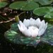Water Lily Candle Holder, Floating Glass Art Sculpture, for Water Gardens, Outdoor Rooms, Home Decor