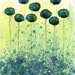 Buy 2 Get 1 FREE -- Watercolor Painting: Watercolor Flowers -- Art Print --  Cocktails -- Teal Flowers -- 8x10