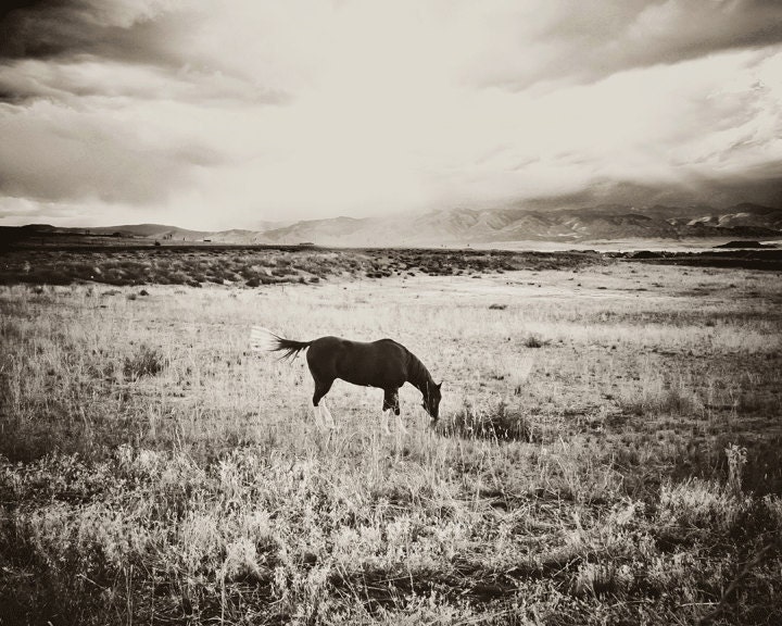 Horse art 18x24 canvas, horse photograph printed - horse photography, equine art, horse photo, landscape, Colorado art