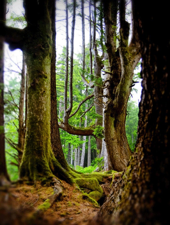 tree photography, fine art landscape photography, nature photograph woodland art