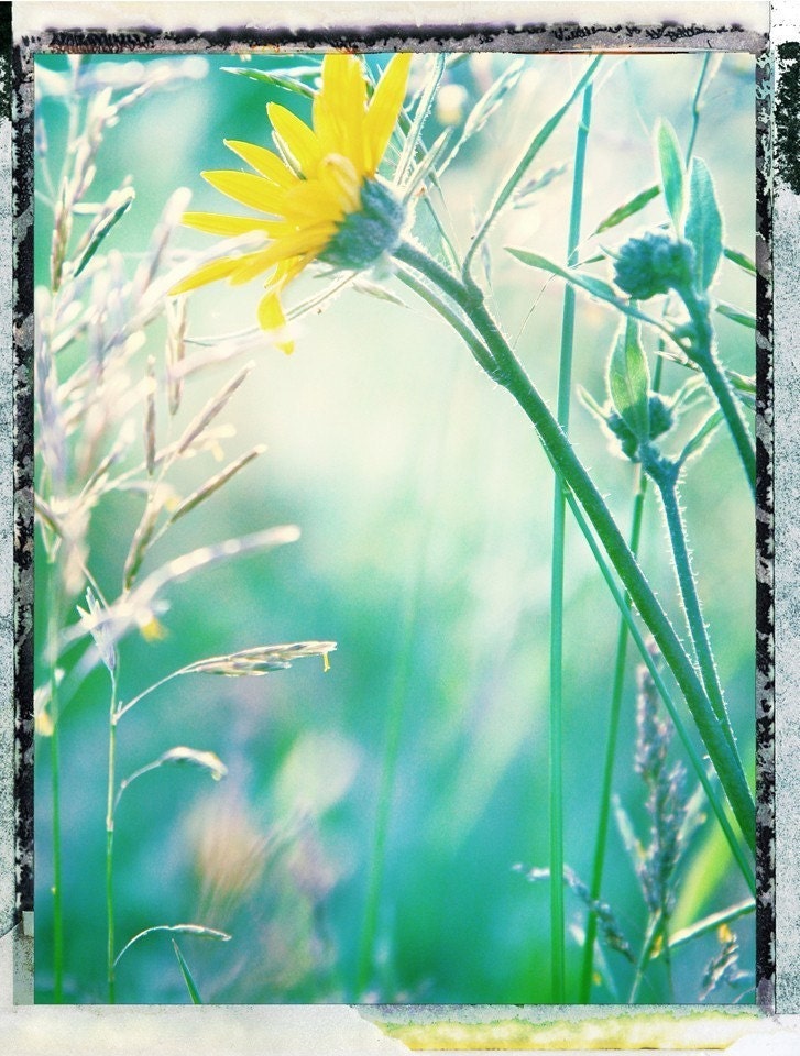 nature photography, flower photograph wildflowers wild flower, blue green yellow