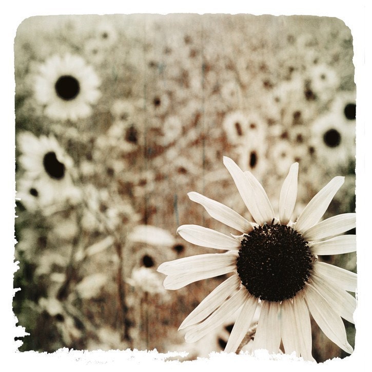 botanical photography, flower photograph - flower, floral, black and white nature, daisy, daisies, home decor, shabby chic photography