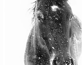 Horse Photograph - black and white horse photography - 8x10 black horse photo, winter horse, snow ice landscape
