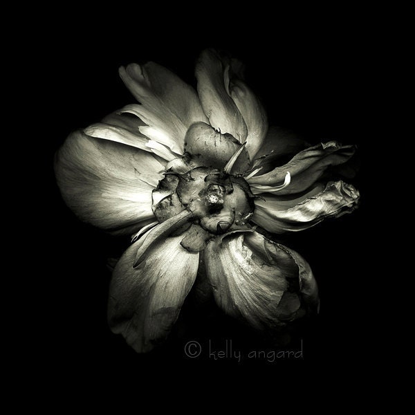 botannica obscura 4...botanical fine art photography by kelly angard