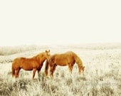 Horse photograph, fine art horse photography - 8x8 two wild horses photo, rustic dreamy landscape - love, couple together