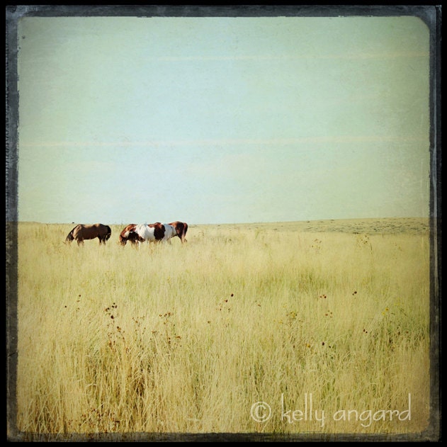 Horse Photograph, horse photography - 8x8 horse photo - nature photography, landscape, field pasture, wild horses