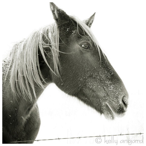 Horse Photograph, black and white horse photography, 8x8 Horse Photo, winter horse portrait, snow landscape