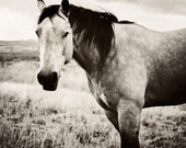 Horse Photography - black and white Horse Photograph, 8x10 wild horse photo, standing in field - stormy sky, nature, landscape