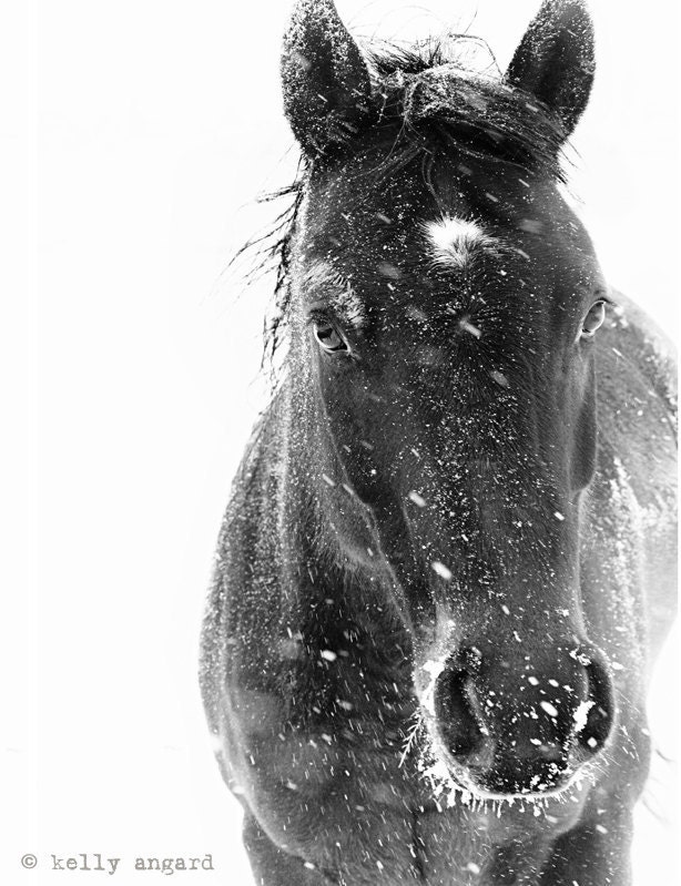 Horse Photograph - black and white horse photography - 8x10 black horse photo, winter horse, snow ice landscape