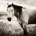 Horse Photography - black and white Horse Photograph, 8x10 wild horse photo, standing in field - stormy sky, nature, landscape