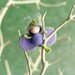Purple Grapes On The Vine Juicy Bug