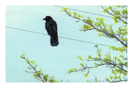 Bird Postcards - Set of 4