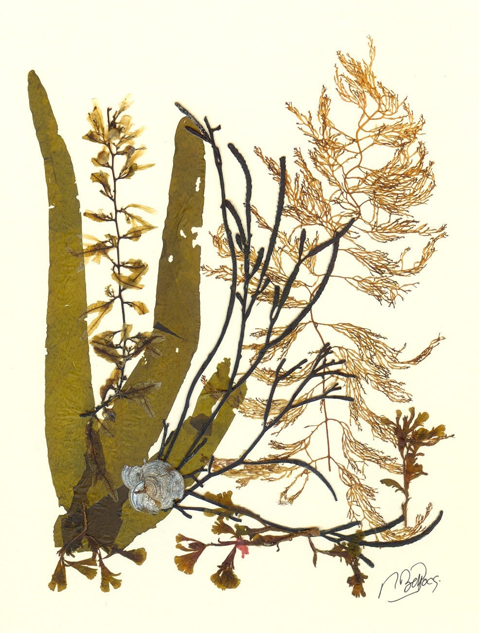 Original natural seaweed artwork MADE TO ORDER  Original brown Algae Collage 13246 Marine Botanical Seaweed Art - AlgaNet