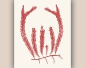 Caulerpa Print in garnet red, Pressed seaweed Art, Wall Decor, Killer seaweed Print, Botanical Art, Nautical art, coastal living