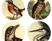 Vintage Bird and Owl Engravings in 1-inch Circles One for bottle caps and more -- piddix digital collage sheet no. 316