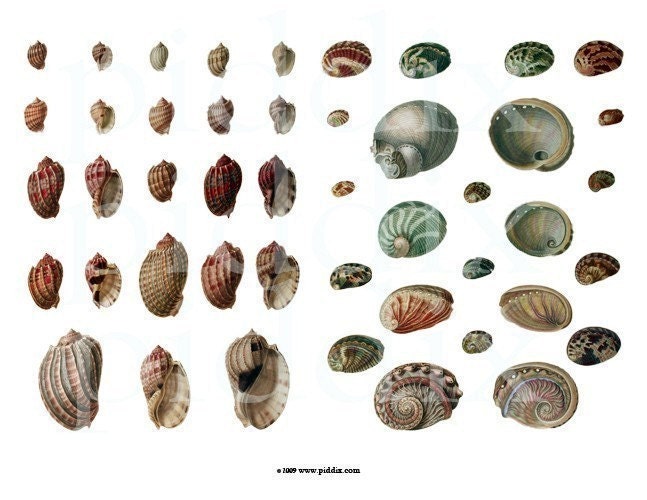 150-year-old Seashells Three -- piddix digital collage sheet no. 443